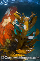 Marine Kelp or Strap Weed attached to a timber pylon beneath Sorrento Pier. Port Phillip Bay, Mornington Peninsula, Victoria, Australia.