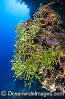 Coralline Alga (Halimeda capiosa). Hanging from a reef drop off. Kimbe Bay, Papua New Guinea.