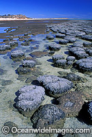Stromatolites (unique humps of single celled Blue-green Algae). Hamelin Pool, Western Australia