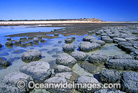 Stromatolites (unique humps of single celled Blue-green Algae). Hamelin Pool, Western Australia
