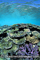 Acropora Corals. Great Barrier Reef, Queensland, Australia