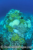 Acropora and Porites Coral. Great Barrier Reef, Queensland, Australia