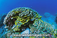 Acropora, Porites and Pocillopora Coral. Great Barrier Reef, Queensland, Australia