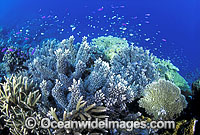 Acropora Corals (Acropora sp.), Basslets and Damselfish. Great Barrier Reef, Queensland, Australia