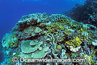 Acropora and Pocillopora Coral. Great Barrier Reef, Queensland, Australia