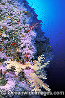 Dendronephthya Soft Corals on reef drop-off. Indo-Pacific
