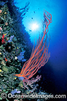 Whip Coral and Dendronephthya Soft Corals on reef drop-off. Great Barrier Reef, Queensland, Australia