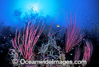 Whip Corals (Ellisella sp.). Great Barrier Reef, Queensland, Australia