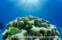 Porites Coral. Great Barrier Reef, Queensland, Australia