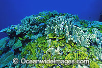 Porites and Pocillopora Coral. Great Barrier Reef, Queensland, Australia