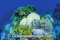 Porites and Acropora Corals. Great Barrier Reef, Queensland, Australia