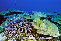 Porites Coral. Great Barrier Reef, Queensland, Australia