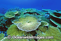 Acropora Plate Coral. Great Barrier Reef, Queensland, Australia