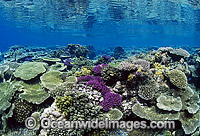 Acropora Corals on coral reef. Great Barrier Reef, Queensland, Australia