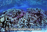Pocillopora and Acropora Coral. Great Barrier Reef, Queensland, Australia