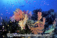Gorgonian Fan Coral, Soft Coral and Fairy Basslets. Great Barrier Reef, Queensland, Australia