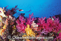 Scuba Diver exploring Dendronephthya Soft Coral reef with schooling fish. Indo-Pacific