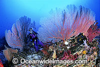 Scuba Diver exploring huge Gorgonian Fan Corals. Great Barrier Reef, Queensland, Australia