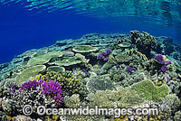 Acropora Corals. Great Barrier Reef, Queensland, Australia