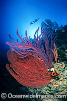 Scuba Diver exploring underwater seascape of Gorgonian fan and Whip Coral. Soloman Islands