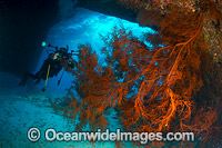 Underwater photographer exploring and photographing a tropical coral reef cave decorated with fan coral at Christmas Island, Indian Ocean, Australia.
