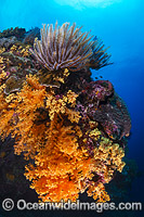 Tropical coral reef over hang decorated with soft corals and crinoid feather stars at Christmas Island, Indian Ocean, Australia.