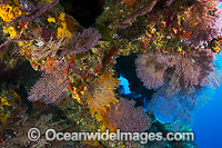 Underwater tropical coral reef cave decorated with soft corals at Christmas Island, Indian Ocean, Australia.
