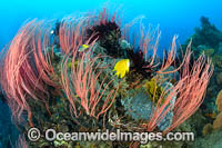 Colourful tropical reef scene, consisting of Sea Whip Corals, Sea Sponges and Damselfish. Kimbe Bay, Papua New Guinea.