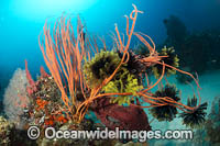 Colourful tropical reef scene, consisting of Sea Whip Corals covered in Crinoid Feather Stars, Sea Sponges and Gorgonia Fan Corals. Kimbe Bay, Papua New Guinea.
