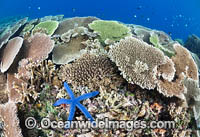 Coral Reef Scene consisting of Acropora Corals and a Blue Linckia Sea Star (Linckia laevigata). Kimbe Bay, Papua New Guinea.