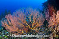 Tropical Reef Scene, consisting of Gorgonia Fan Corals and Whip Corals. Kimbe bay, Papua New Guinea.