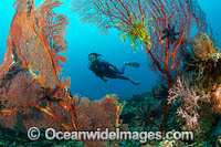 Diver exploring a tropical reef consisting of Crinoid Feather Stars attached to Gorgonia Coral. Kimbe Bay, Papua New Guinea.