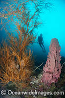 Diver exploring a tropical reef consisting of Barrel Sponge and Black Coral. Kimbe Bay, Papua New Guinea.