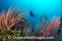 Diver exploring a tropical reef covered in Whip Coral (Ellisella sp.). Kimbe Bay, Papua New Guinea.
