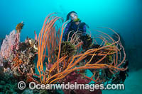 Diver exploring a tropical reef consisting of Crinoid Feather Stars attached to Whip Coral and Gorgonia Coral. Kimbe Bay, Papua New Guinea.