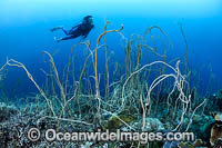 Diver observing a bed of Whip Coral (Ellisella sp.). Kimbe Bay, Papua New Guinea.