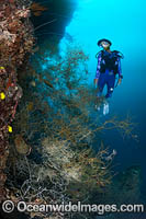 Diver observing a reef drop off covered in Black Coral. Kimbe Bay, Papua New Guinea.