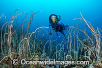 Diver observing a bed of Whip Coral (Ellisella sp.). Kimbe Bay, Papua New Guinea.