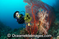 Diver observing a large Gorgonia Coral and Soft Coral. Kimbe Bay, Papua New Guinea.