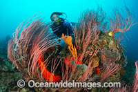 Diver exploring a tropical reef consisting of Whip Corals and Sea Sponges. Kimbe Bay, Papua New Guinea.