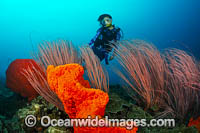 Diver exploring a tropical reef consisting of Whip Corals and Sea Sponges. Kimbe Bay, Papua New Guinea.