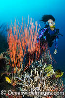 Diver exploring a tropical reef, covered in Red Whip Coral (Ellisella sp.) and Sea Sponges. Kimbe Bay, Papua New Guinea.
