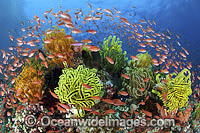 Colourful tropical reef scene, showing schooling Orange Fairy Basslets (Pseudanthias cf cheirospilos), feeding on plankton drifting through reef with crinoid feather stars. Typical reef scene found throughout Indo Pacific, including the Great Barrier Reef
