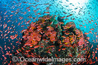 Colourful tropical reef scene, showing countless schooling Orange Fairy Basslets (Pseudanthias cf cheirospilos), feeding on plankton drifting through a coral reef. A typical reef scene found throughout Indo Pacific, including the Great Barrier Reef.