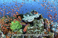 Colourful tropical reef scene, showing a Lionfish and schooling Orange Fairy Basslets (Pseudanthias cf cheirospilos), feeding on plankton drifting through a coral reef. A typical reef scene found throughout Indo Pacific, including the Great Barrier Reef.