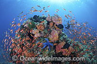 Colourful tropical reef scene, showing schooling Orange Fairy Basslets (Pseudanthias cf cheirospilos), feeding on plankton drifting through a coral reef. A typical reef scene found throughout Indo Pacific, including the Great Barrier Reef.