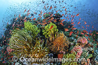 Colourful tropical reef scene, showing schooling Orange Fairy Basslets (Pseudanthias cf cheirospilos), feeding on plankton drifting through reef with crinoid feather stars. A typical reef scene found throughout Indo Pacific, including Great Barrier Reef.