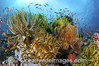 Colourful tropical reef scene, showing schooling Orange Fairy Basslets (Pseudanthias cf cheirospilos), feeding on plankton drifting through reef with crinoid feather stars. Typical reef scene found through Indo Pacific, including the Great Barrier Reef.