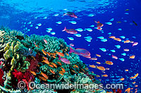 Schooling Green Puller (Chromis virdis) and Orange Fairy Basslets (Pseudanthias cf cheirospilos) above Acropora Coral. Great Barrier Reef, Queensland, Australia