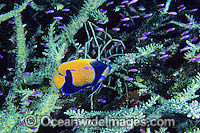 Blue-girdled Angelfish (Pomacanthus navarchus) and schooling juvenile Purple Fairy Basslets (Pseudanthias tuka) amongst branching Acropora Coral. Great Barrier Reef, Queensland, Australia